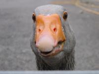 Cabeça de ganso curioso