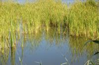 Ervas aquáticas numa lagoa