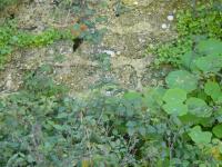 Muro velho de aldeia