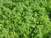 Padrão de trevos e outras ervas