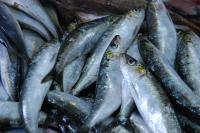 Sardinhas frescas