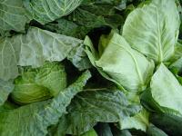 Wallpaper de couves verdes