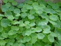 walpaper de chagas ou capuchinas